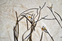 Detalle 2